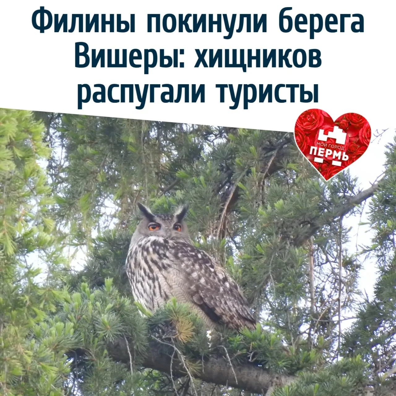 🦉 Филины покинули берега Вишеры: хищников распугали туристы