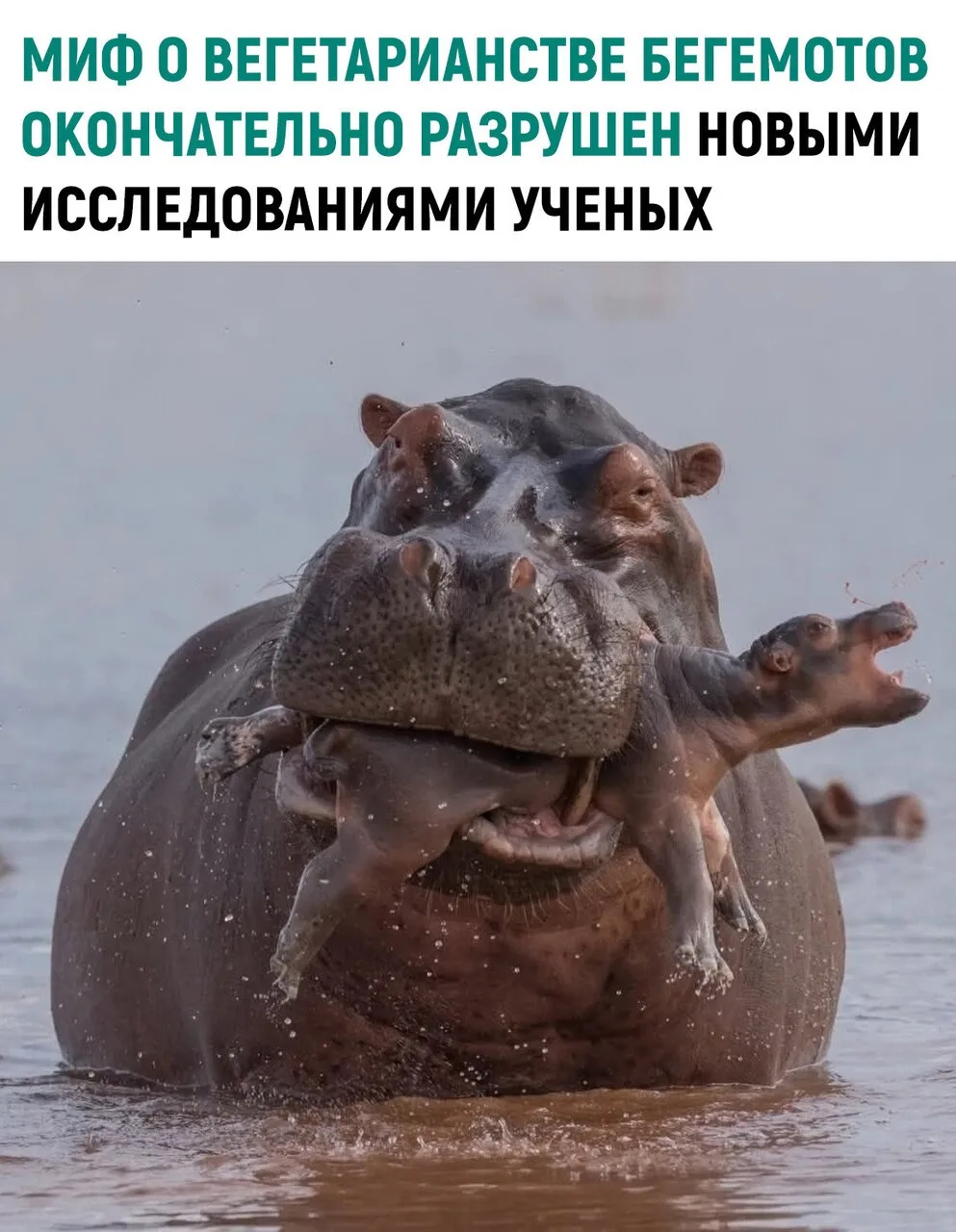 Многие привыкли считать бегемота миролюбивым гигантом африканских рек — огромным травоя...