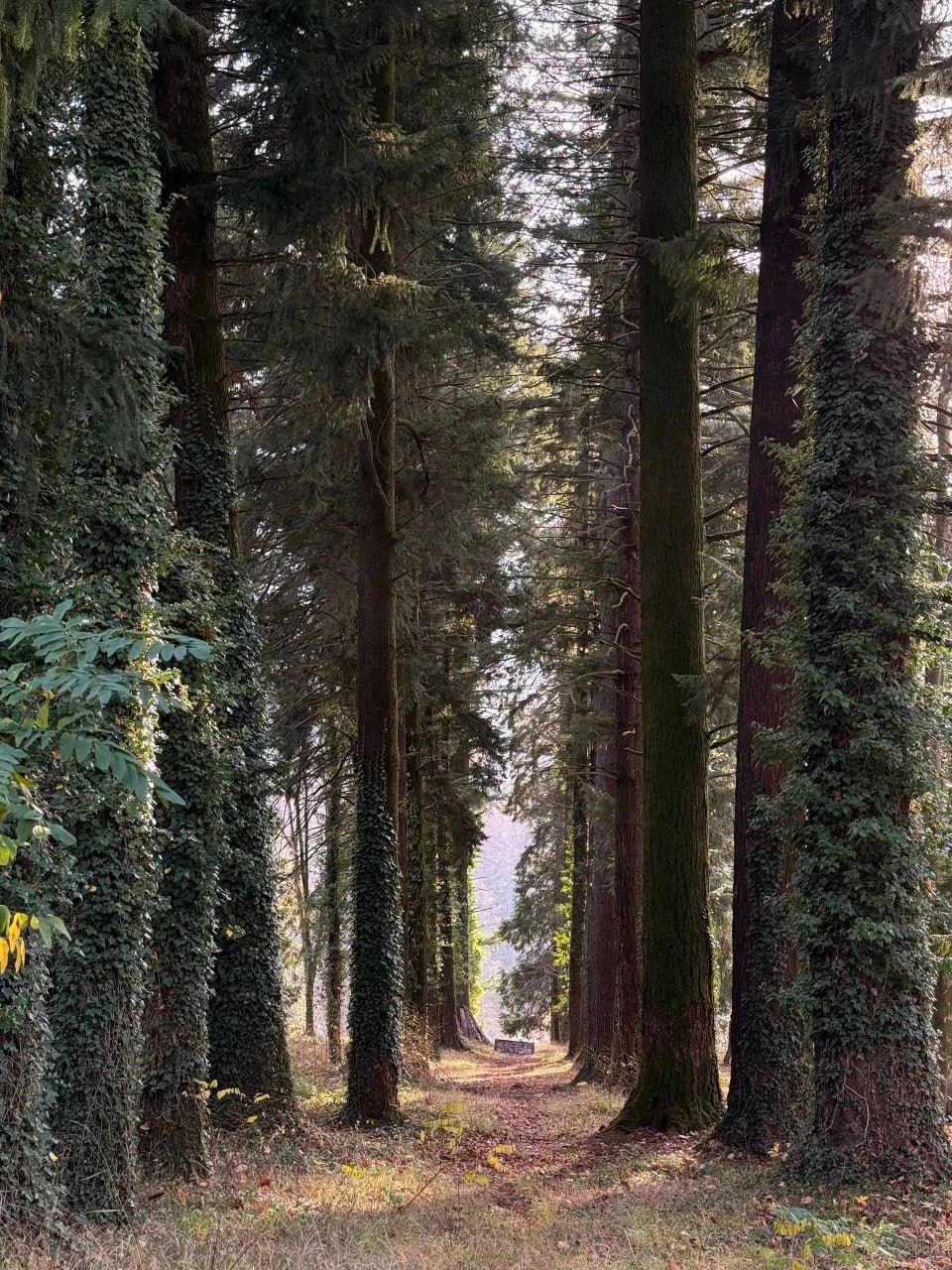 🌳 Красная Поляна