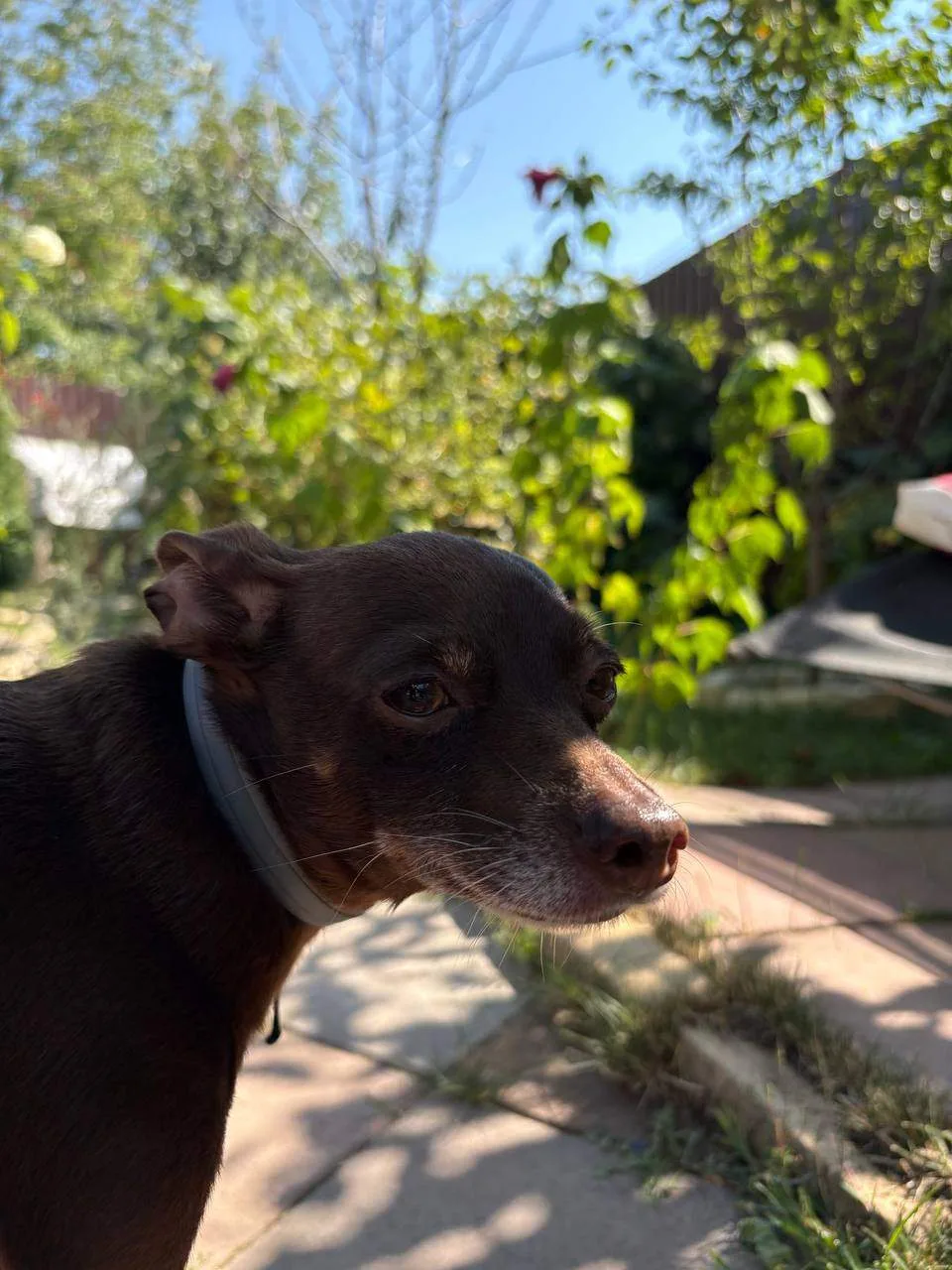 🐶Начинайте свое утро, пока этот хороший мальчик приглядывает за вами