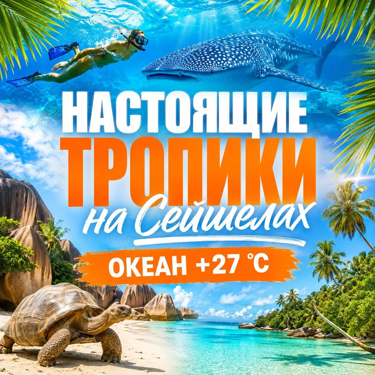 🔥Сейшелы — одно из самых красивых тропических направлений, где пляжный отдых соединяет...