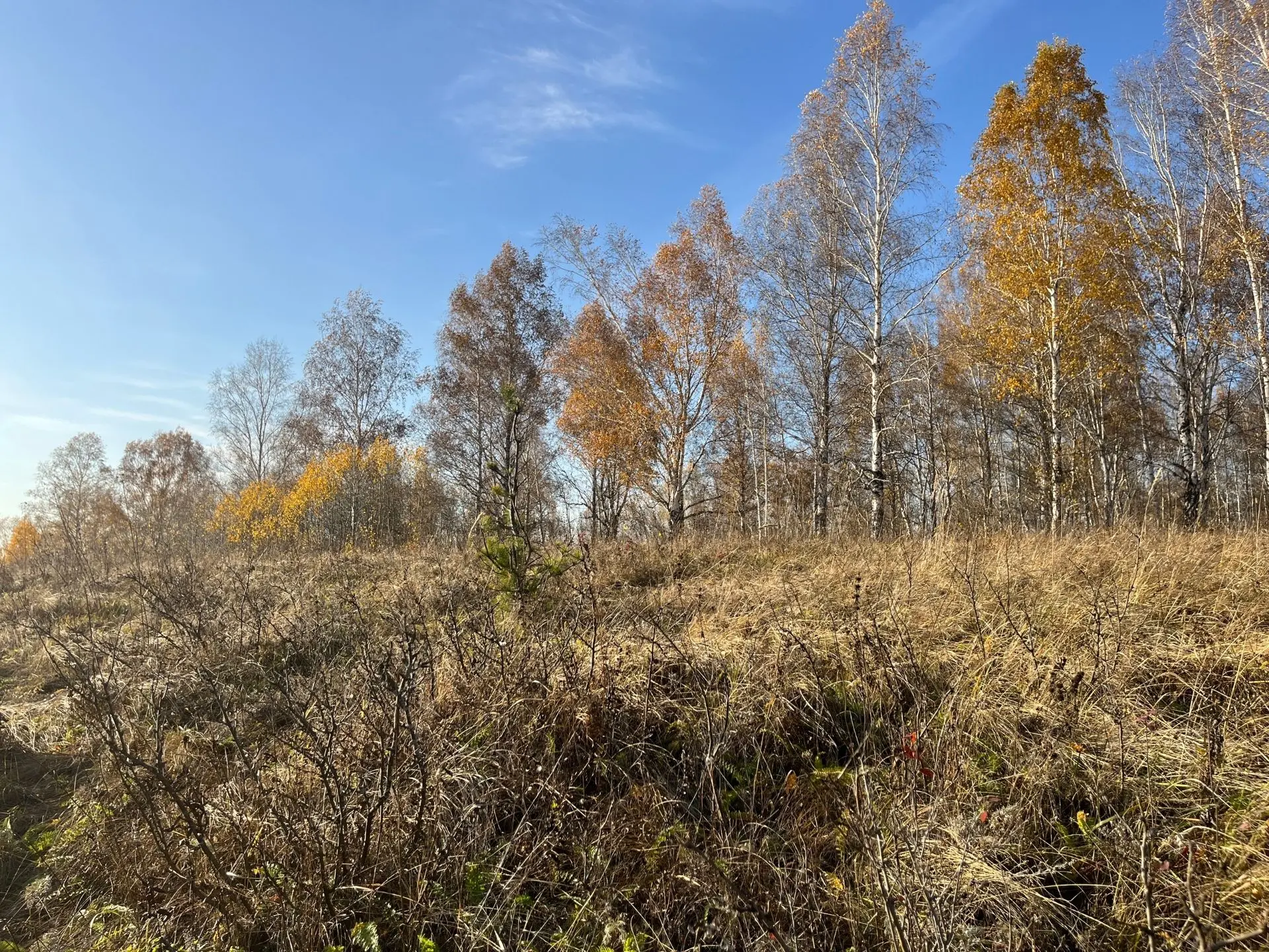 Осень носит в кармане больше золота, чем все остальные времена года.
