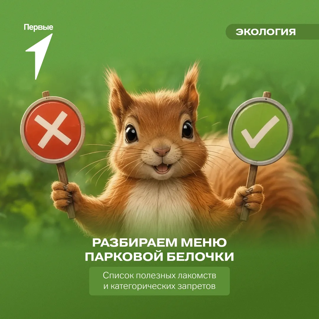 🐿️ Ореховый этикет: чем угостить белочку, чтобы ей не навредить?