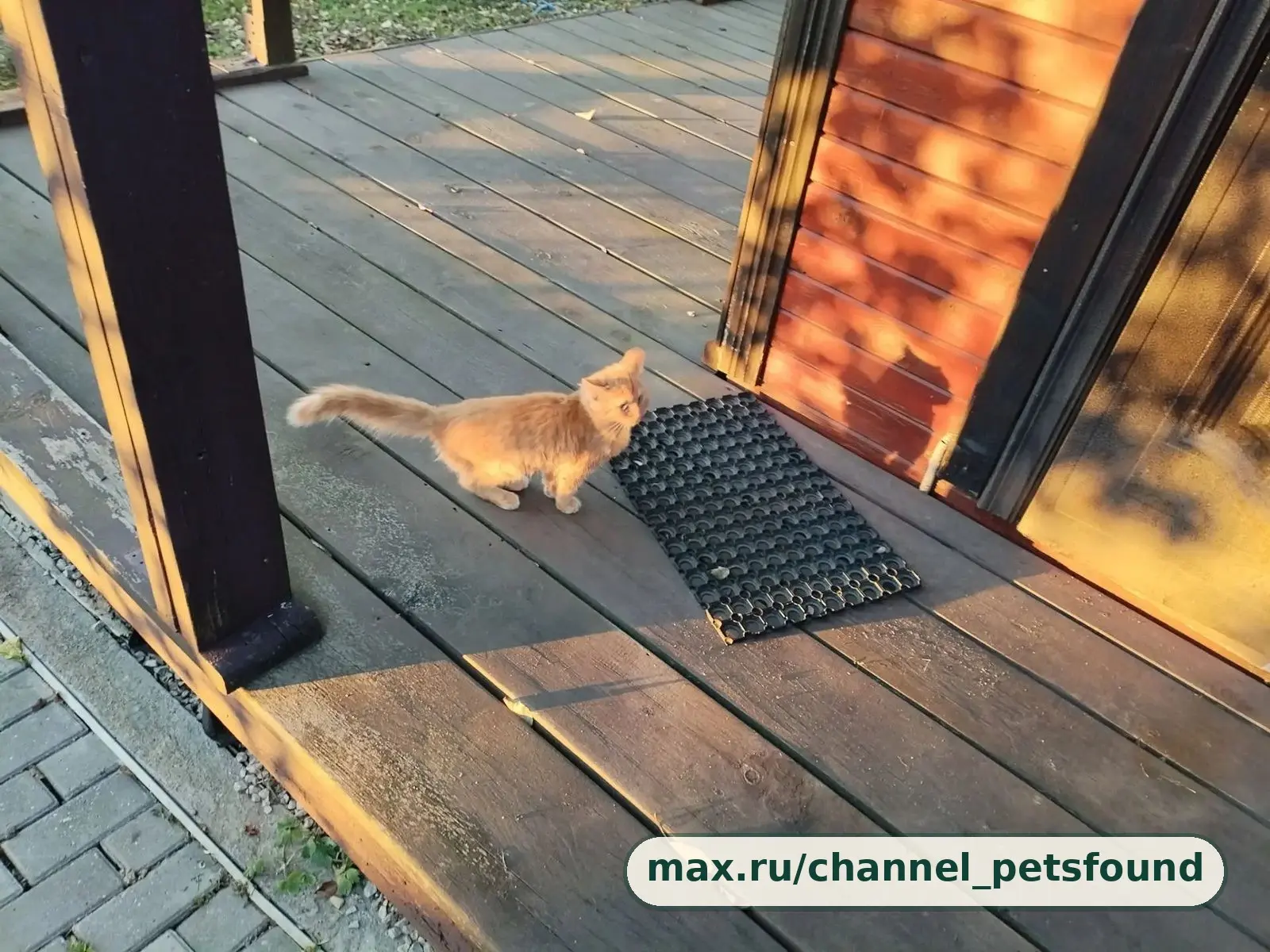 🐾 Найден питомец — Боровск
