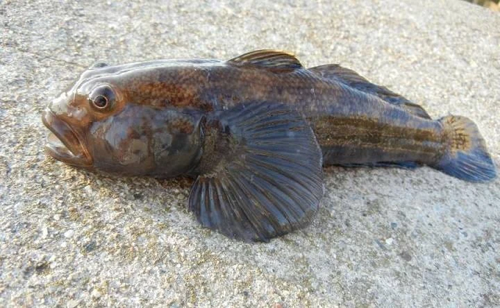 В Азовском море разрешили внеплановый вылов бычка из-за замора

Заморный период объявлен в Азовском 