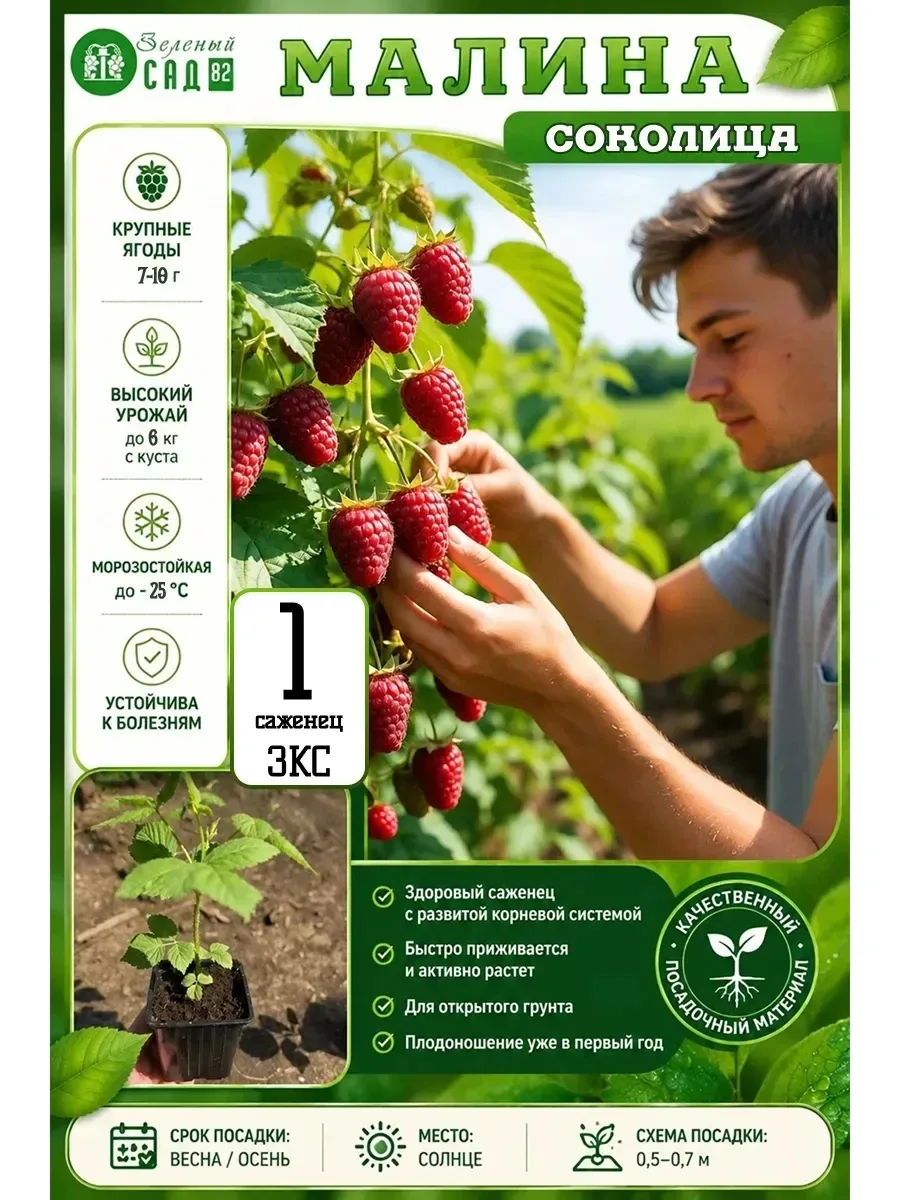 🍇 МАЛИНА С ЗАКРЫТОЙ КОРНЕВОЙ СИСТЕМОЙ (ЗКС) — САЖАЙТЕ и НАСЛАЖДАЙТЕСЬ. 
Все саженцы — 300 ₽/шт. 100