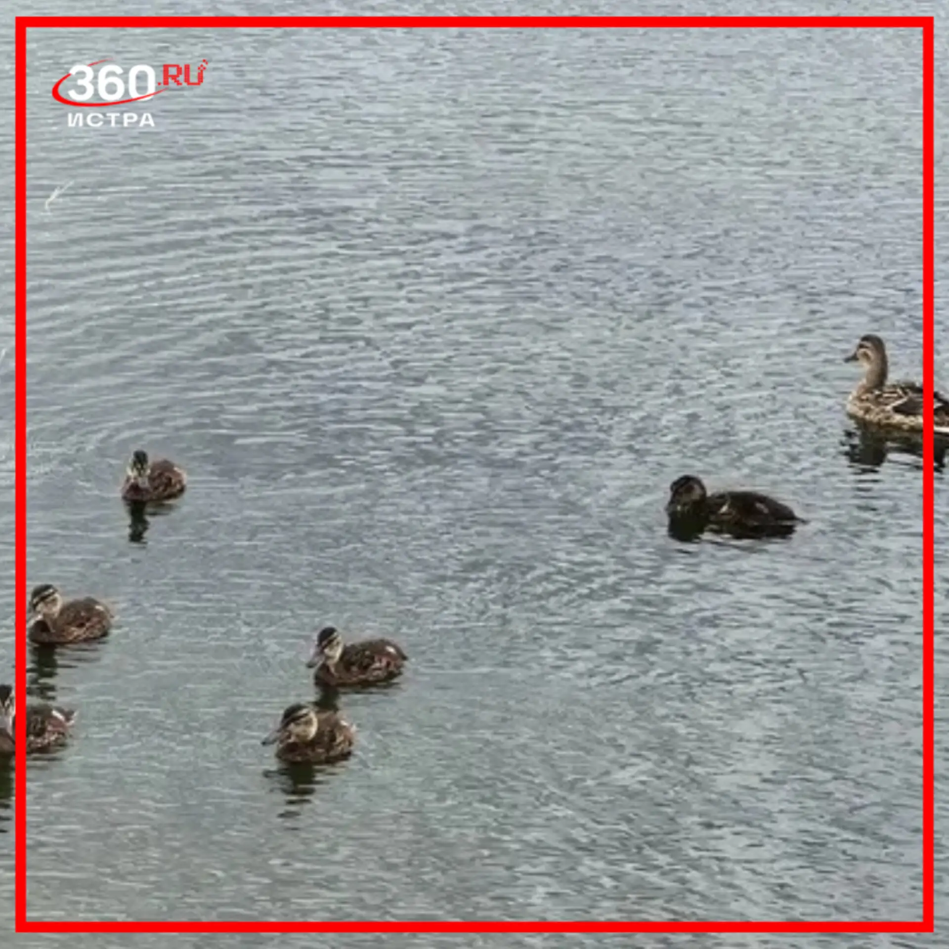 Жители очистили пруд в ЖК «Малая Истра»🦆

Речь о маленьком водоёме вблизи домов №31 и №32. Из воды 
