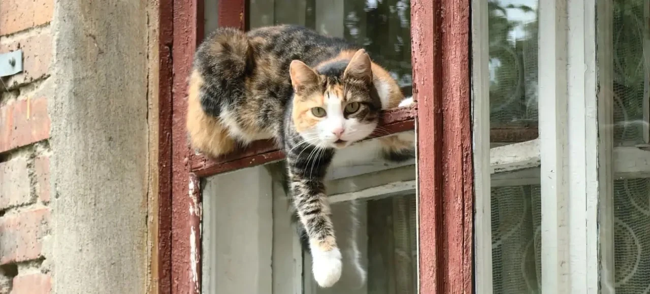 «Форточный надзор»😹