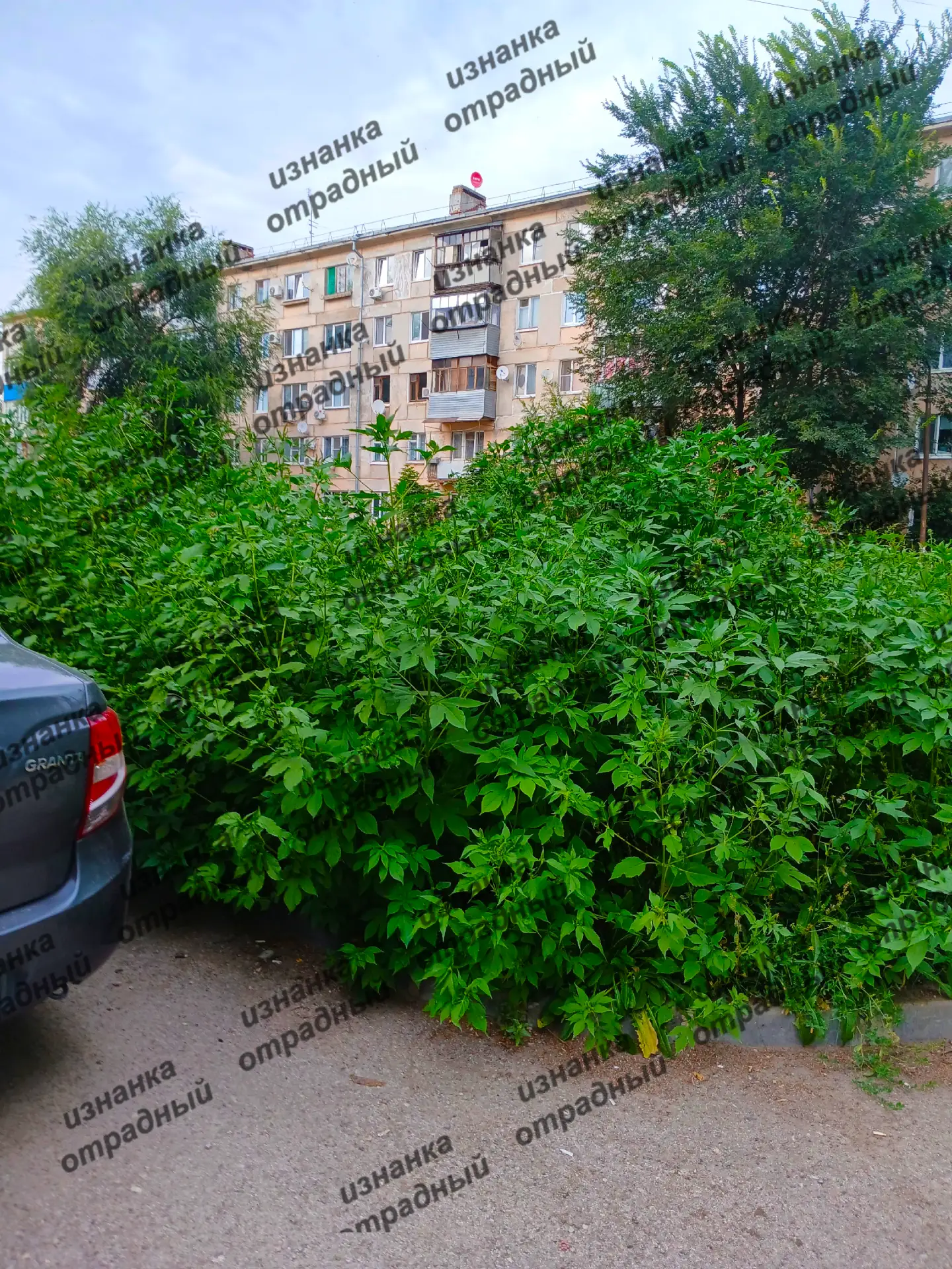 На эту амброзию уже видимо не хватило бензина. Если что она уже с человеческий рост и продолжает рас