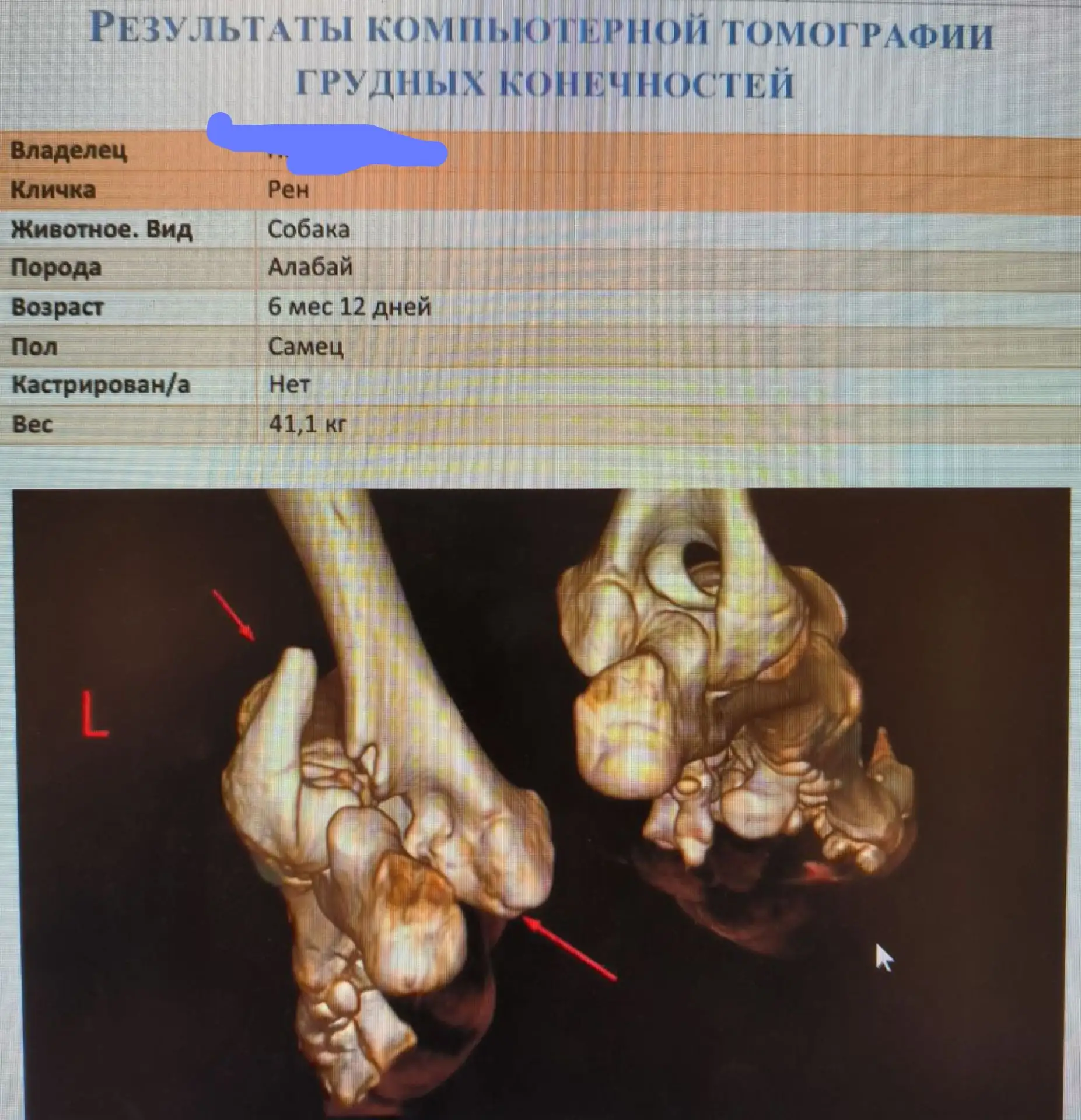 В клинику поступил щенок сао 6 месяцев . Уже с рекомендациями сторонней клиники на выпо...