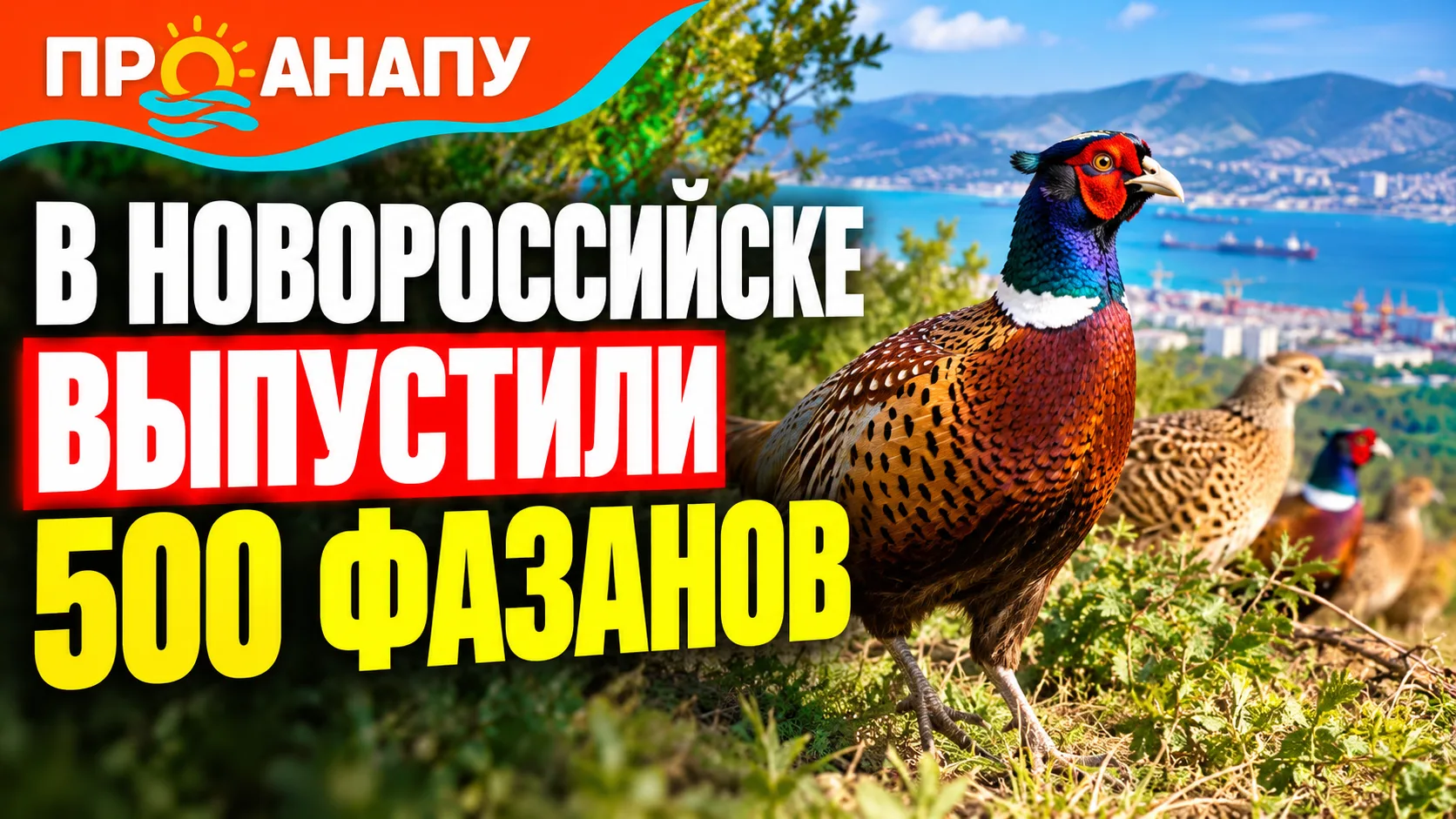 В Новороссийске выпустили 500 северокавказских фазанов