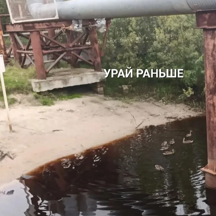 ⚡Уток прикормили и теперь они плавают возле самого берега. Возле моста через Колосью. М.б. это подро