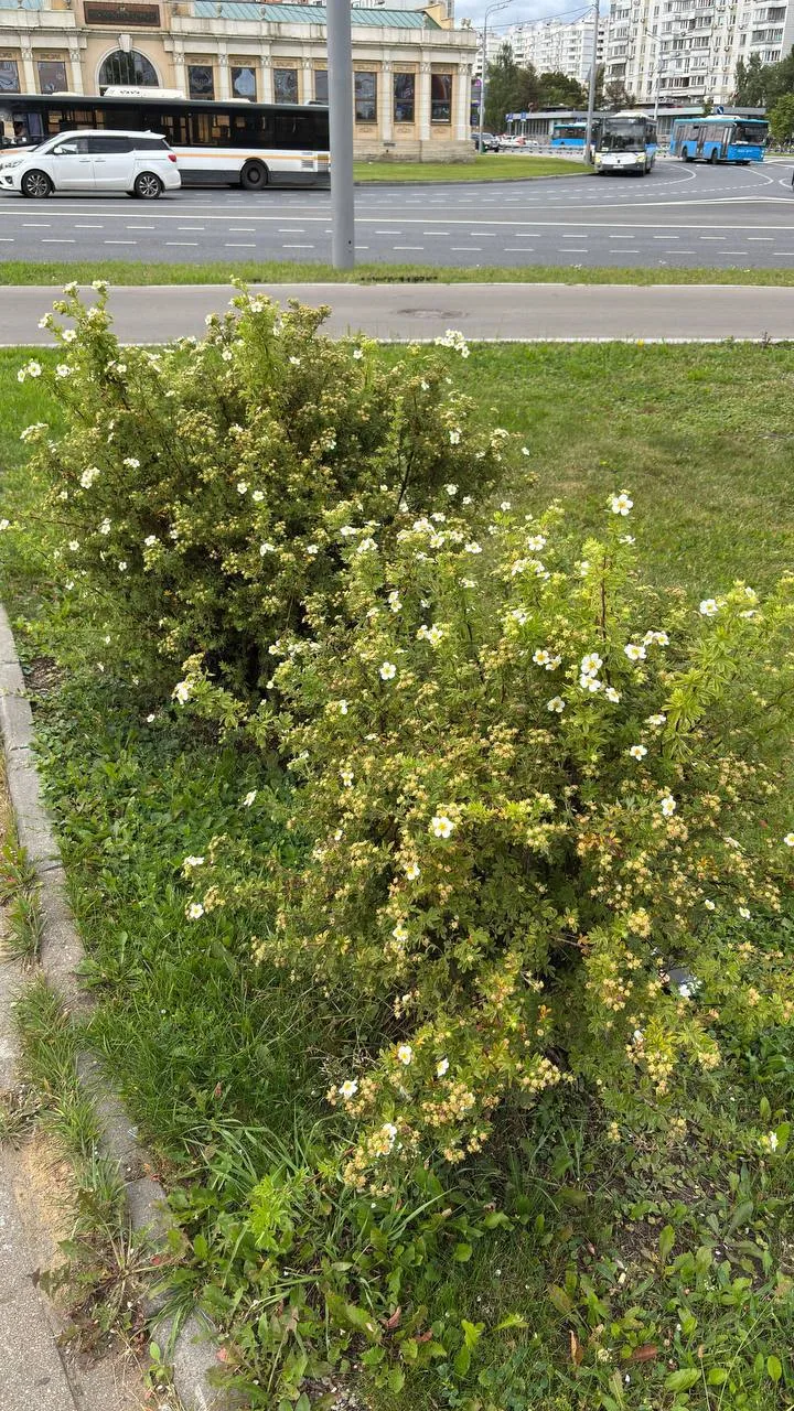 По дороге к метро встретил милый кустик 🌿 Не знаю, как называется, но я знаю – вы подс...