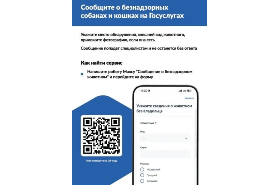 🐕 Увидели бездомное животное? Теперь о нем можно сообщить на «Госуслугах» за 2 минуты