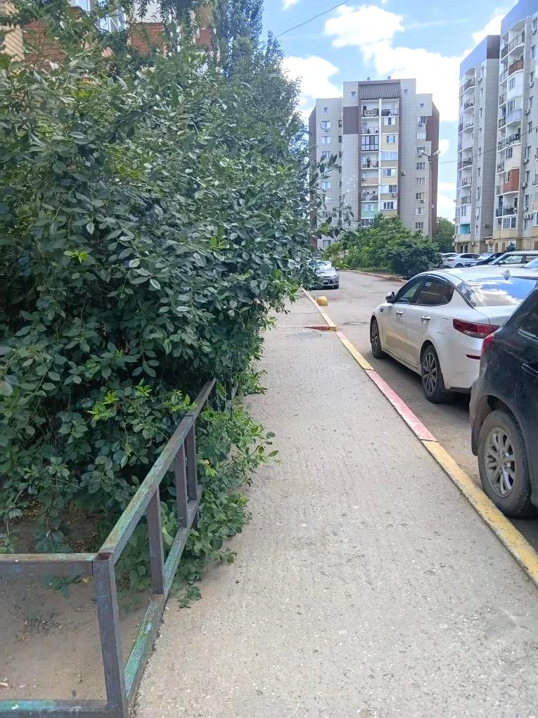 К новости «✂️ Летняя стрижка для вашего двора! 🌳»