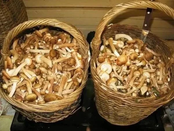 🍄‍🟫Пенсионерка заработала отек мозга и тяжелое отравление после того, как 4 дня подря...