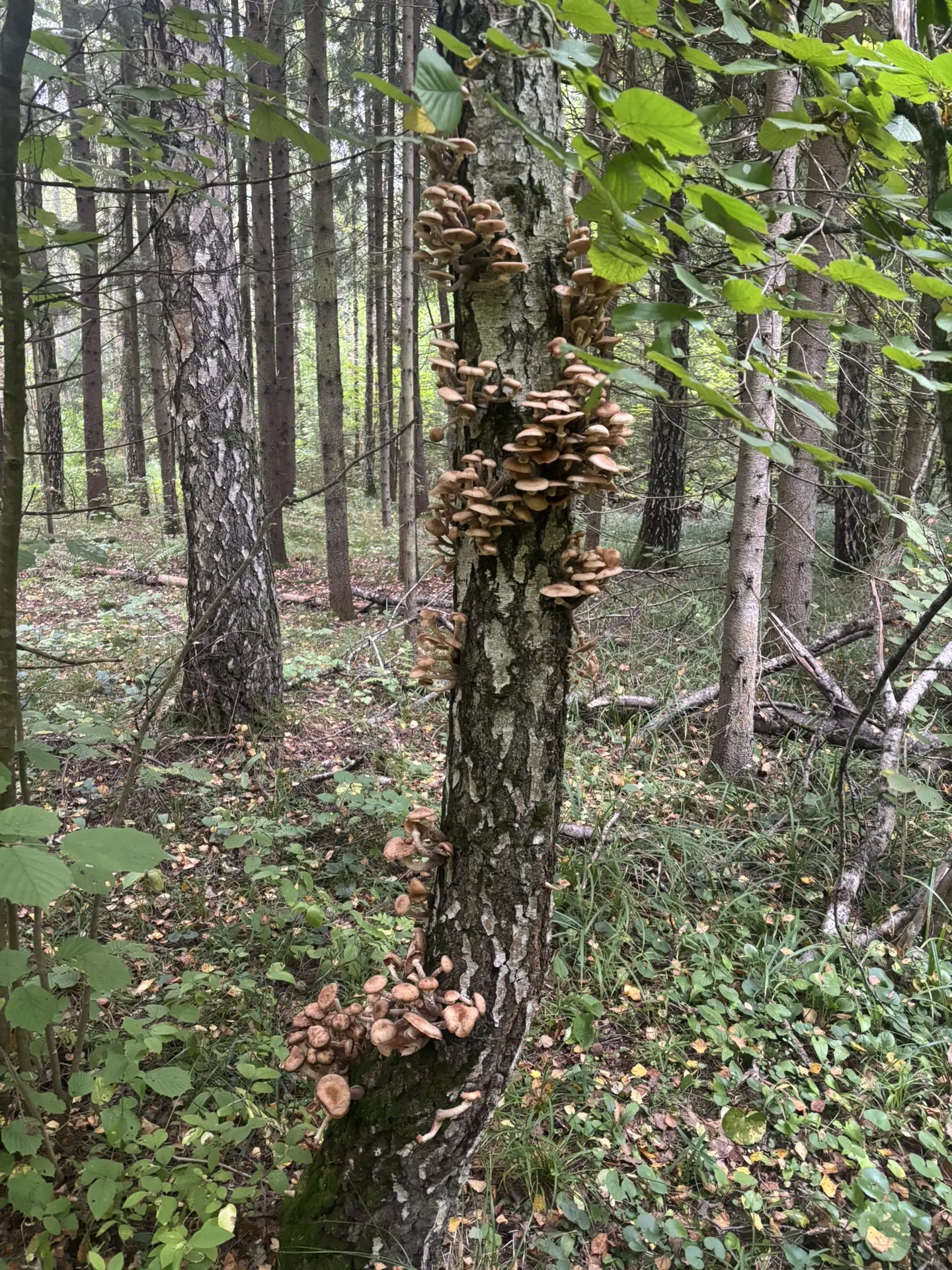 Доброе грибное у нас сегодня! 🍄‍🟫