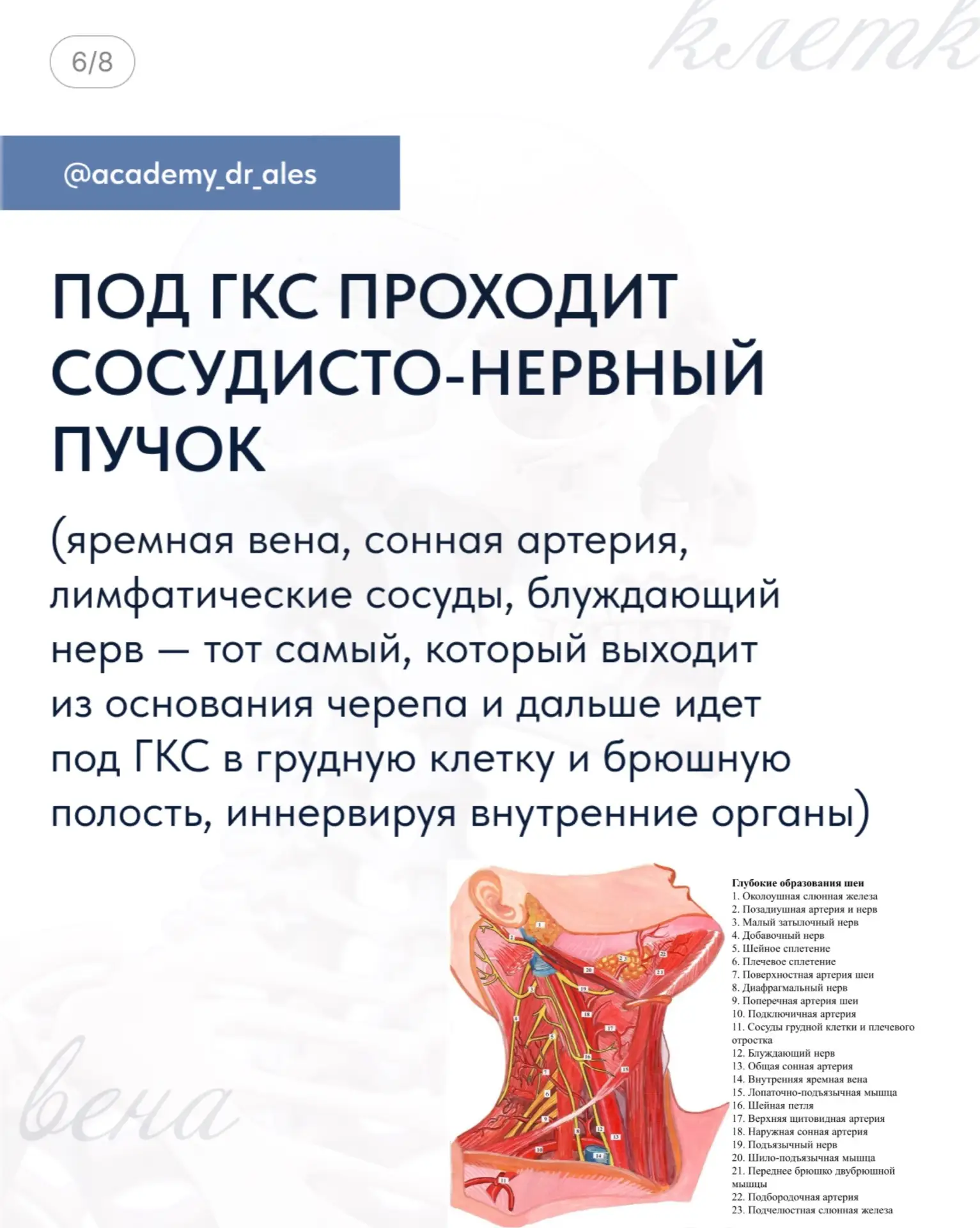 🤩 Волшебная мышца, которая держит лицо!  Грудино-ключично-сосцевидная мышца (ГКСМ) —  испытывает пос