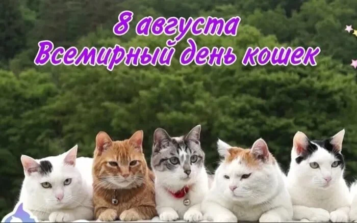 **Всемирный День кошек**