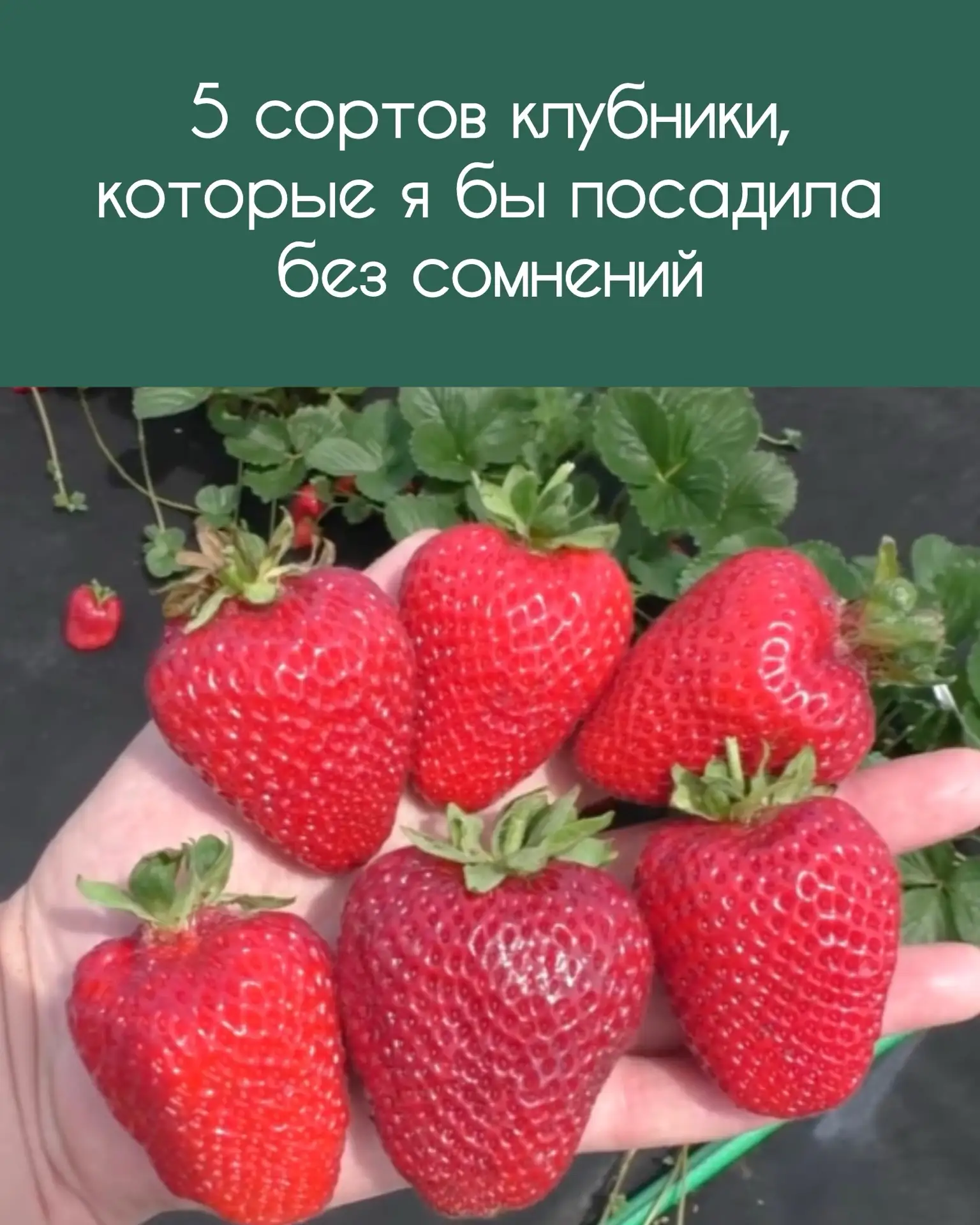 ▌ 5 сортов клубники, которые я бы посадила без сомнений

Если не хочется тратить сезон на эксперимен