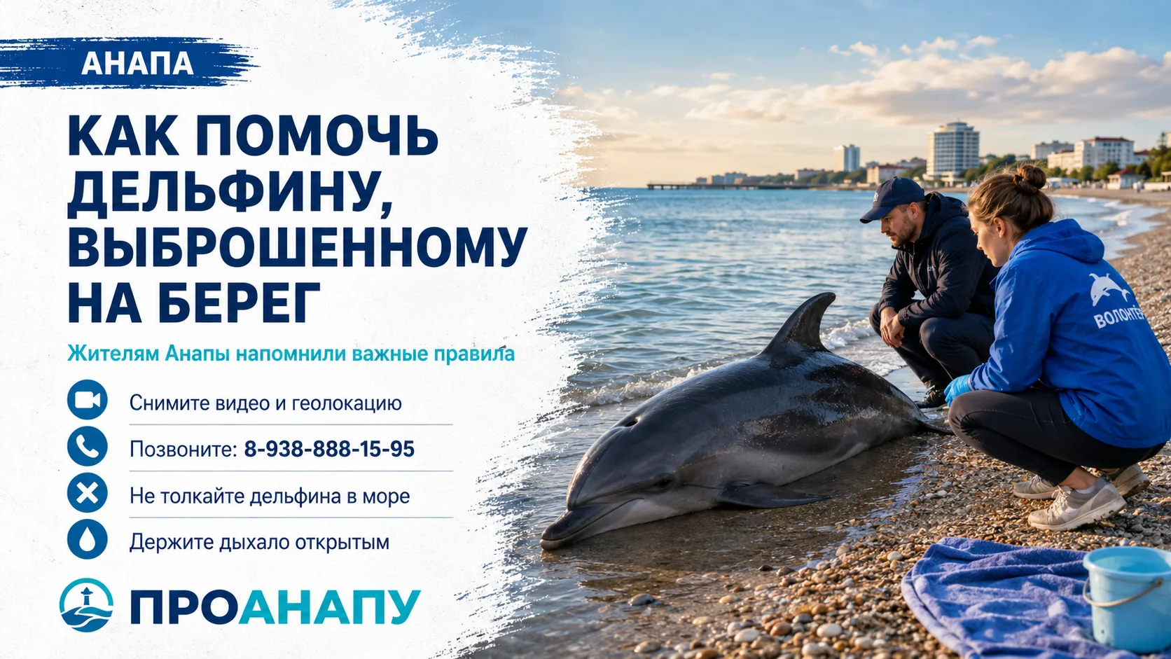 Что делать, если дельфин выбросился на берег в Анапе
