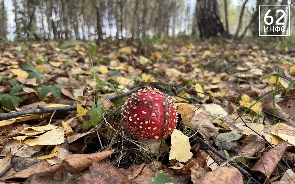 🍄‍🟫 Заморозки отложим?