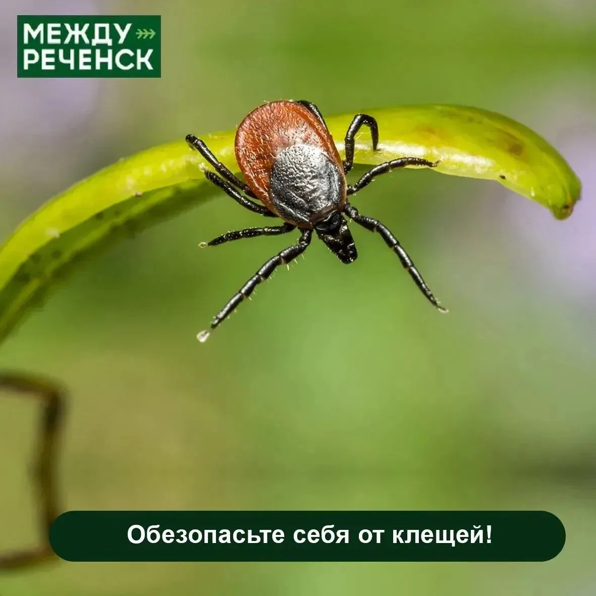 🕷 С начала сезона в лечебно-профилактические учреждения города обратились 707 человек, укушенных кл