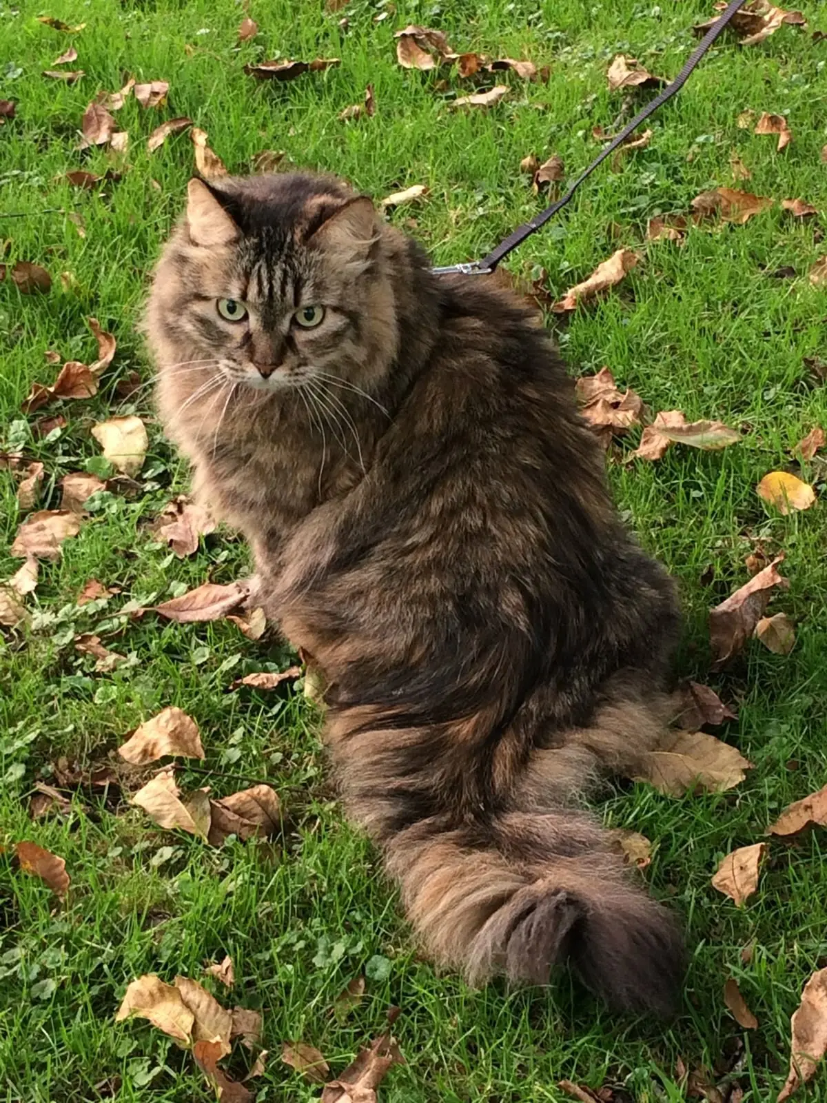 #КотикПодписчика 🥰