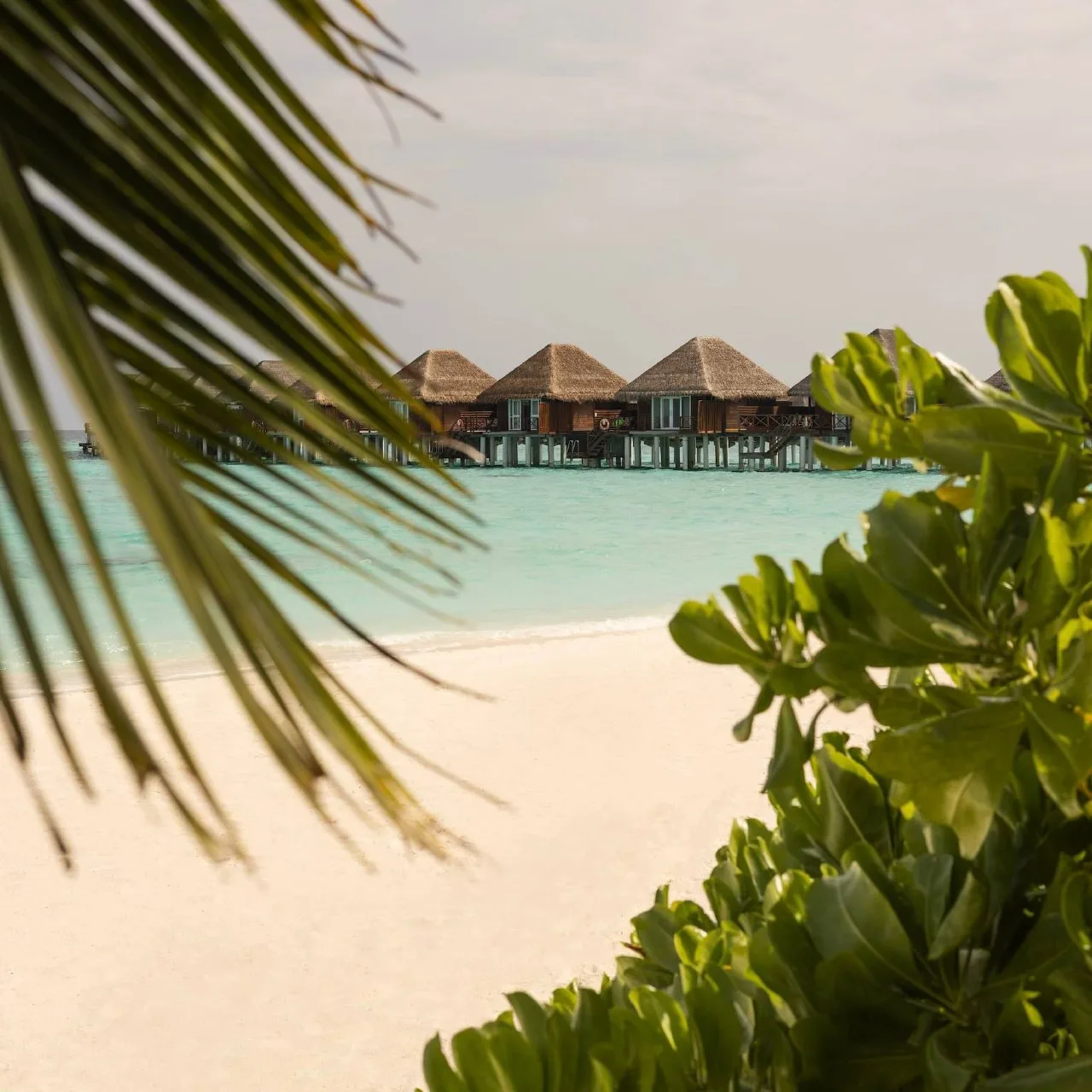 🙂 Премиум-виллы с домашним рифом

Sun Siyam Vilu Reef 5* 
камерный отель в атолле Даалу с полным уе