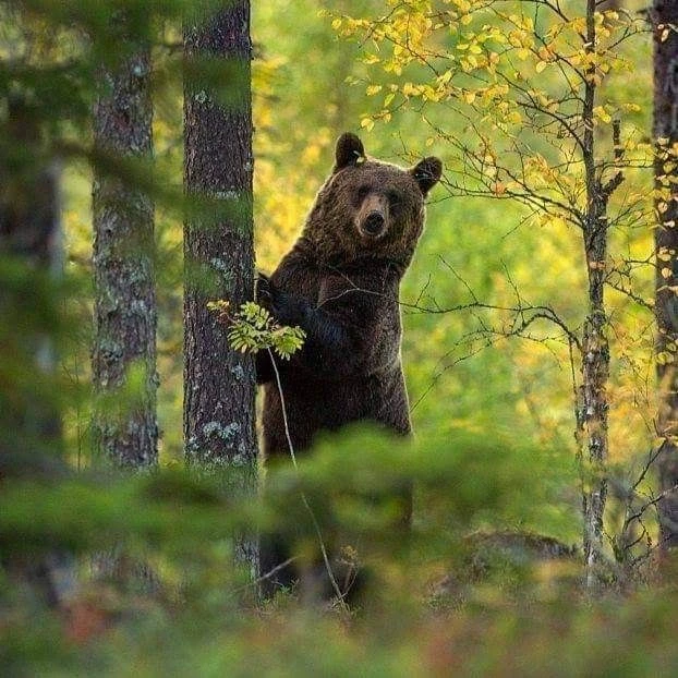 В последнее время в местных Интернет ресурсах появилось видео: где  медвежонок в одиночку свободно р