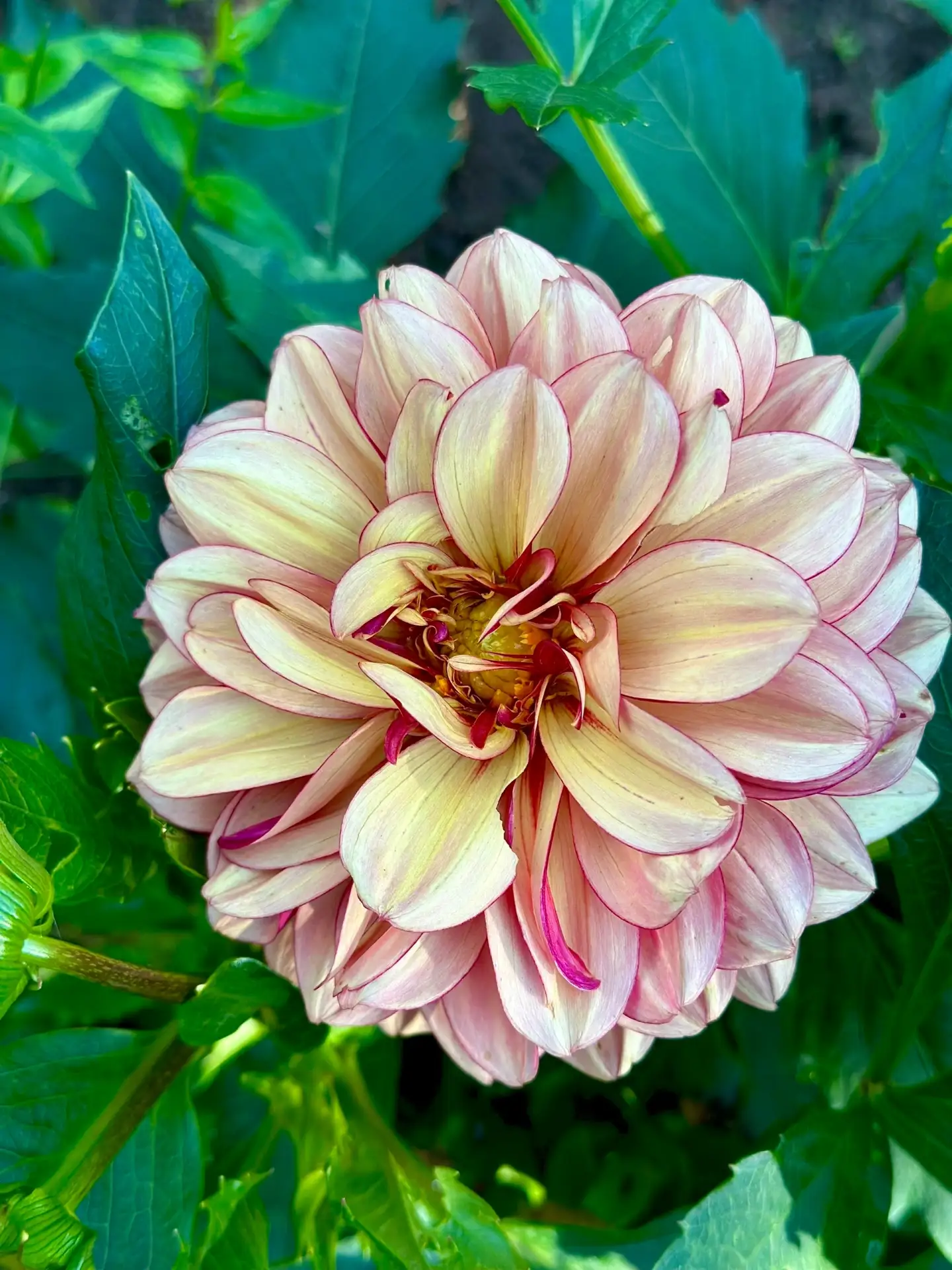 Лето крупным планом 📸 🌺