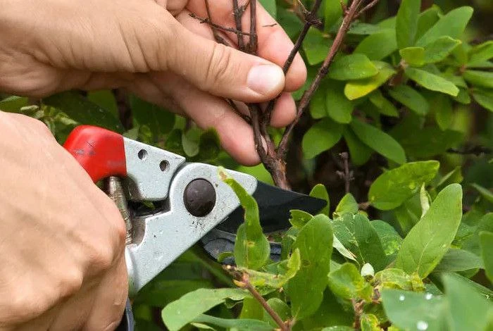 ✂️ Жимолость после плодоношения: зачем и как правильно обрезать куст.

Жимолость - одна из первых яг