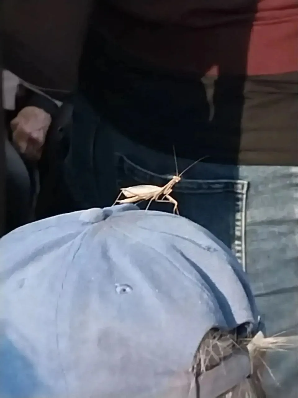 🦗 Безбилетника заметили в 170-й маршрутке