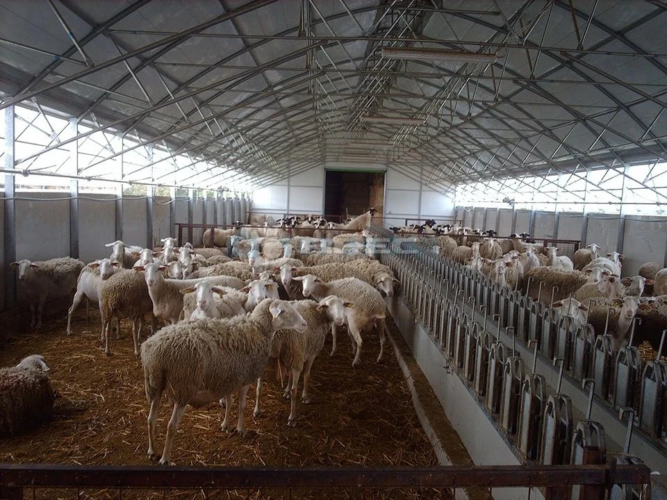 🐑 В Предгорном округе создают племенной овцеводческий комплекс
