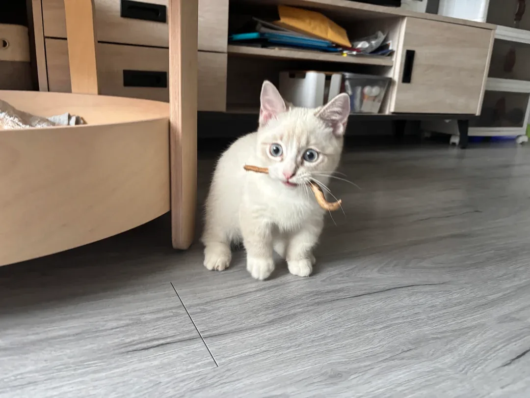 Веточка 😸🐈