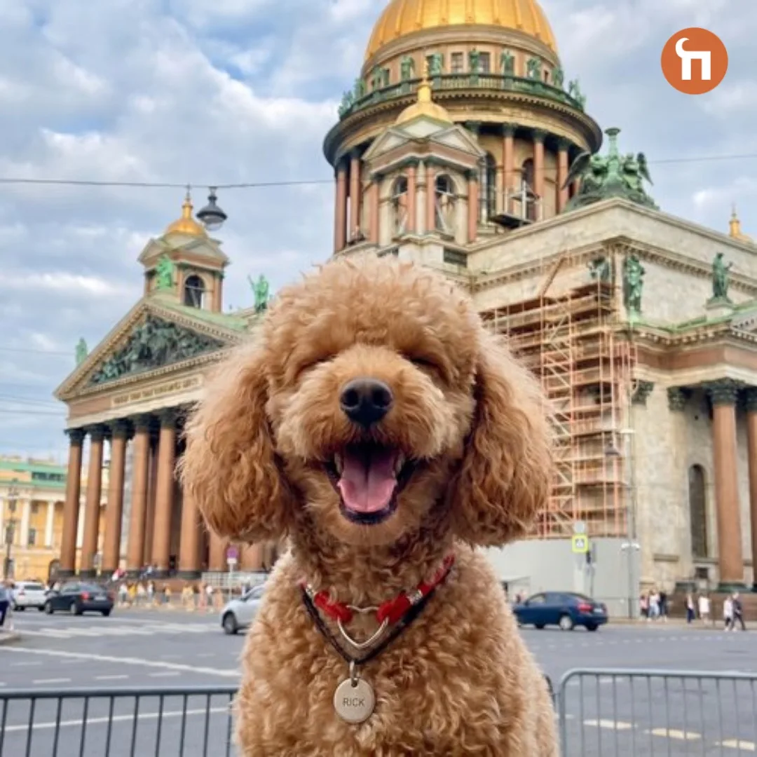 😉Один день из жизни собаки

Версия: «Хозяин впервые взял меня в Петербург на каникулы»

06:00
Просн