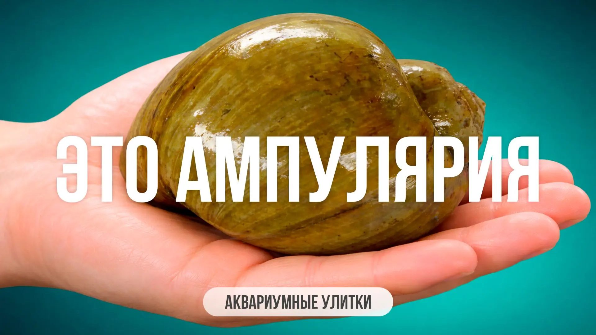 В аквариумистике словом «ампулярия» обычно называют сразу несколько близких видов крупн...