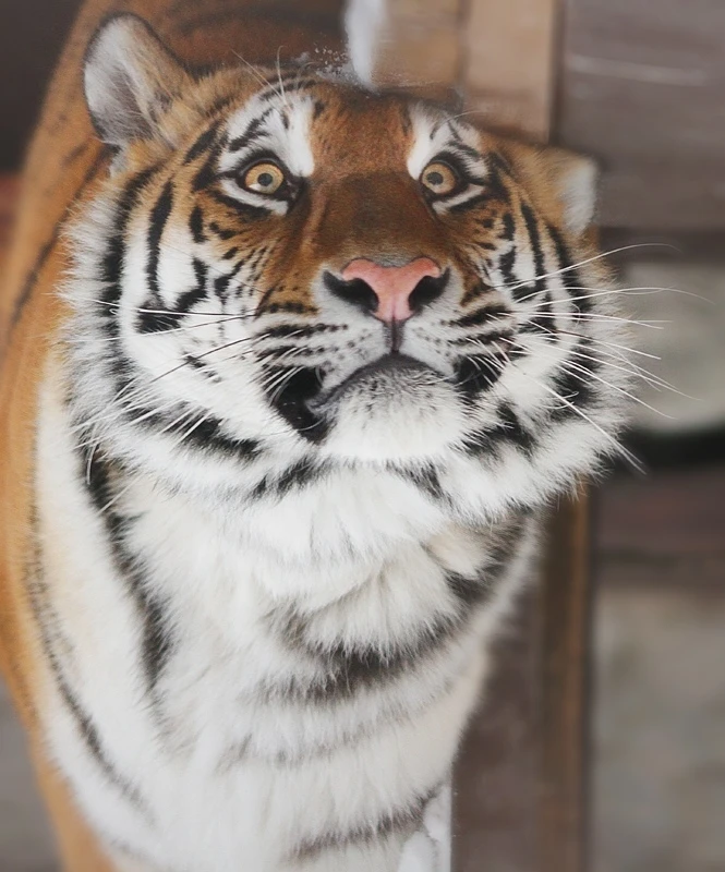 🐯 Поздравьте своего хвостатого хищника

Сегодня Международный день тигра. Амурские тигры Джуна и Дж