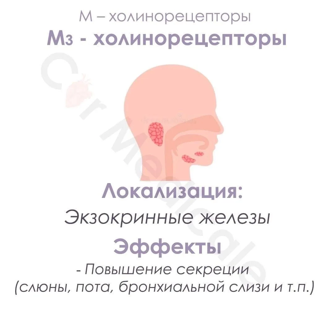 Холинорецепторы