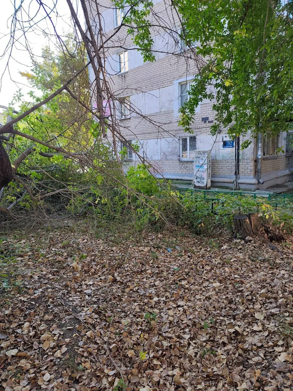 В Челябинске на Жукова, 52 упавшее дерево неделю перегораживает тротуар