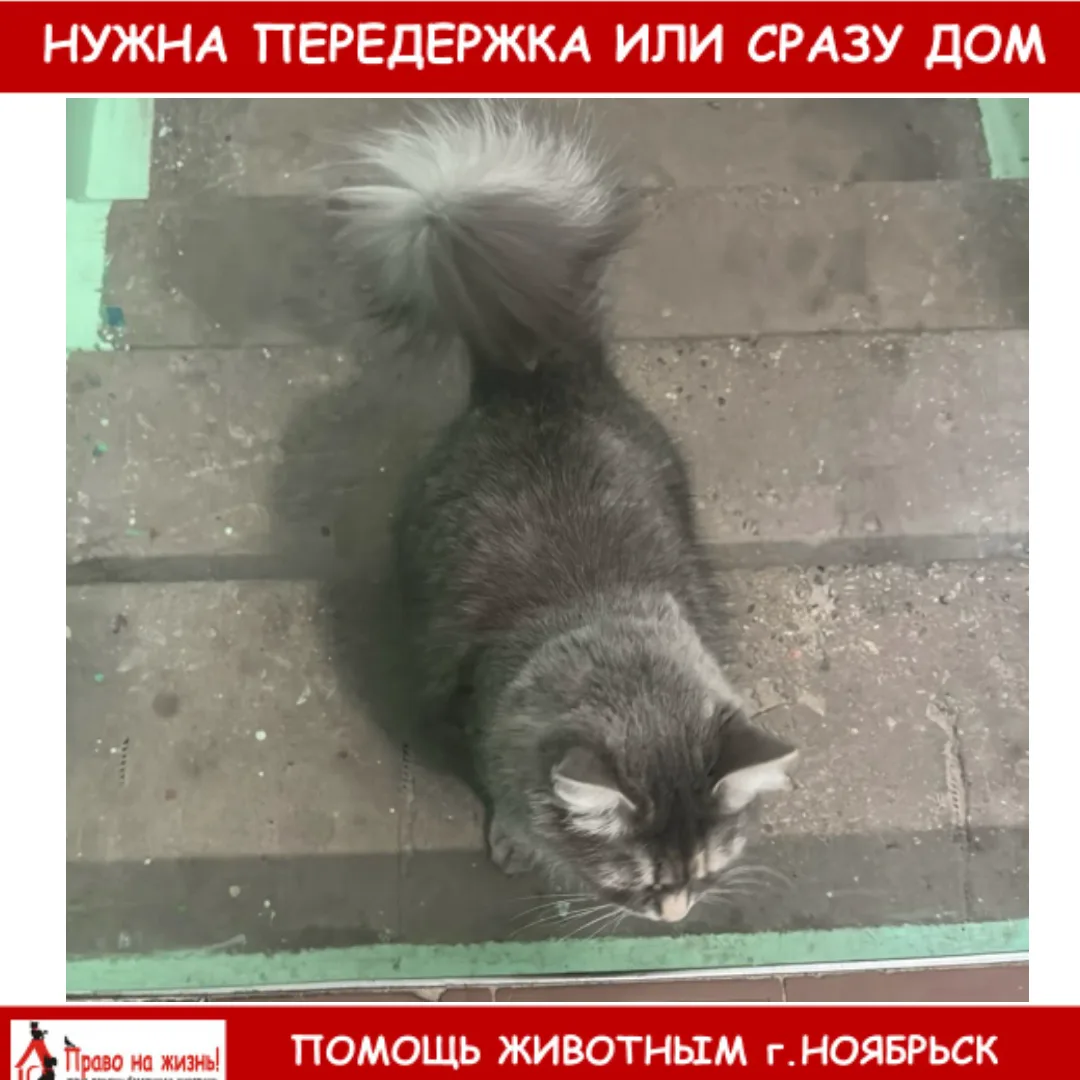 Ленина 56, третий подъезд. Кошечку или выкинули или сбежала.