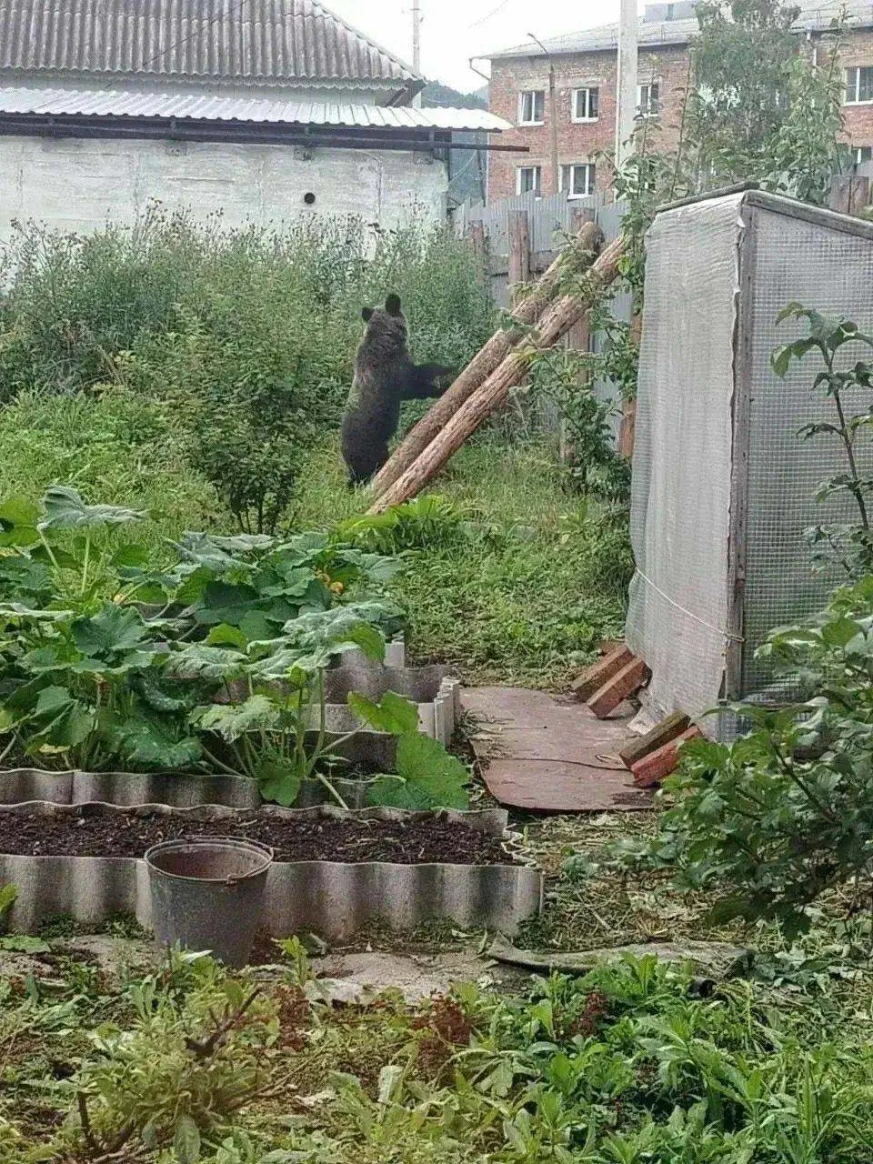 Лесные пожары в Сибири вынуждают медведей чаще выходить к людям и нападать.