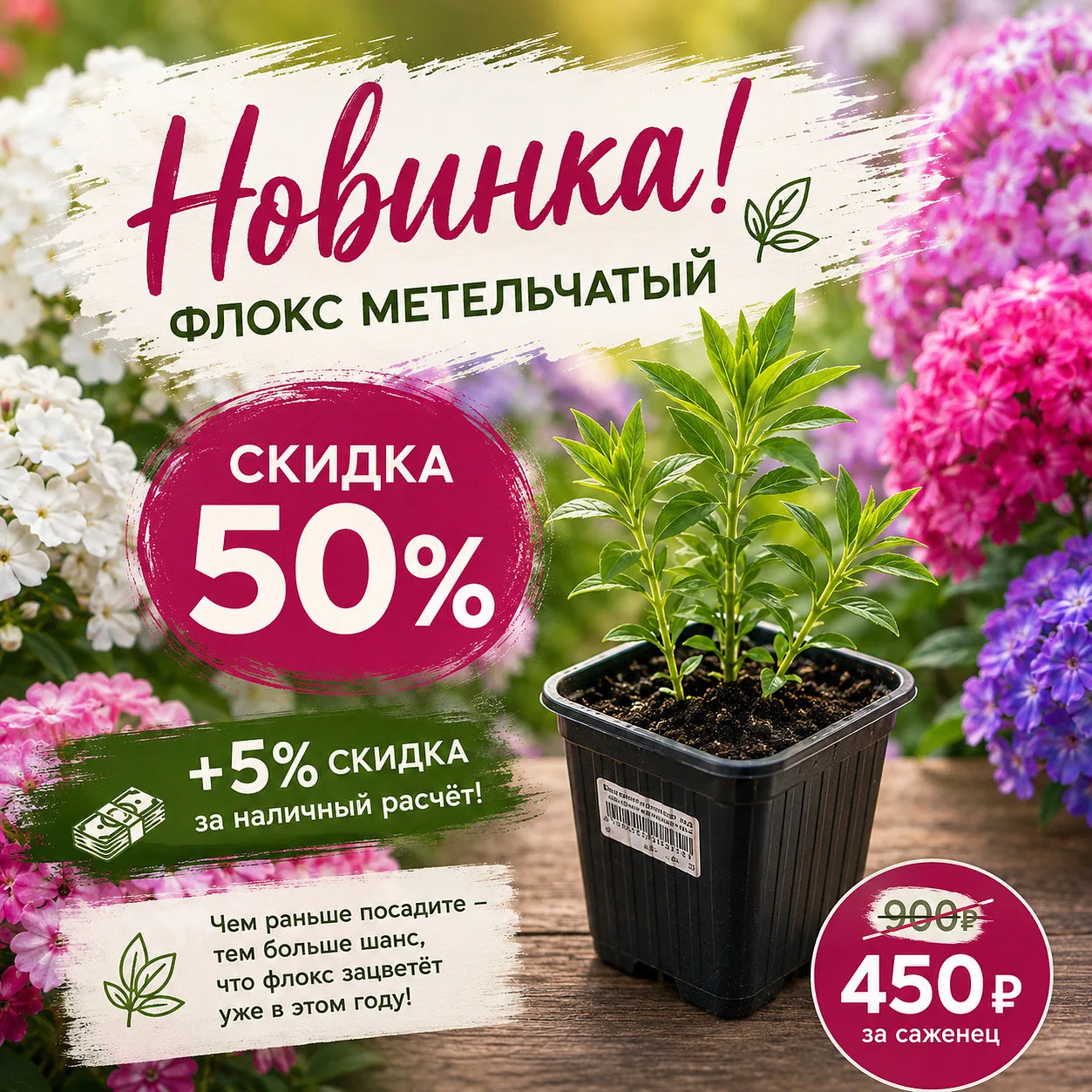 🌸 Метельчатые флоксы уже здесь!