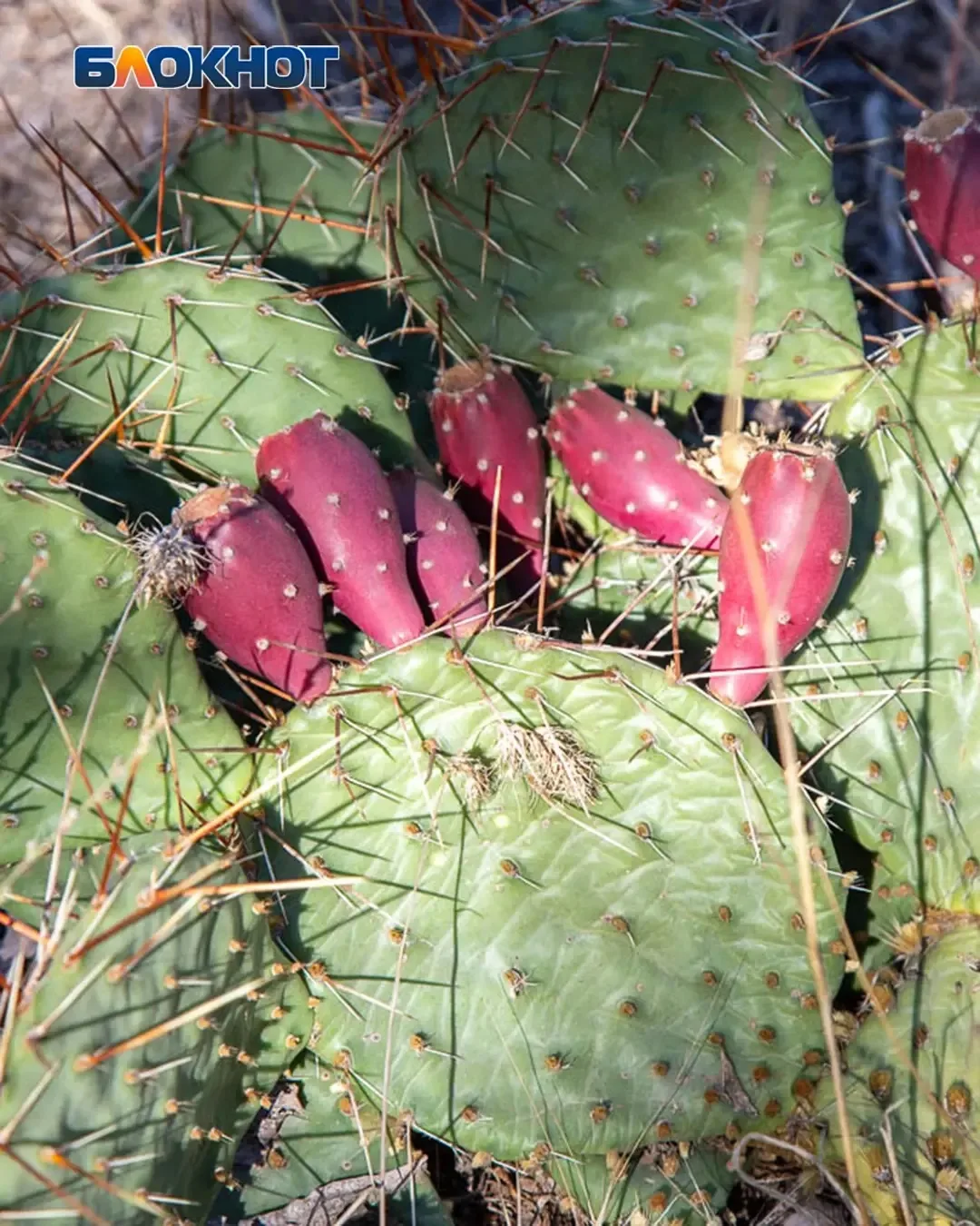 🌵 Кактусы в пойме Волжского?
