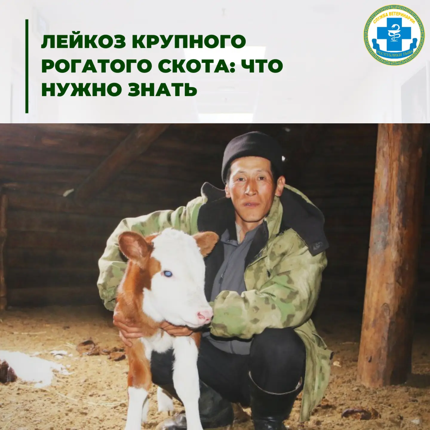 🦠Лейкоз — одно из самых опасных хронических инфекционных заболеваний крупного рогатого...