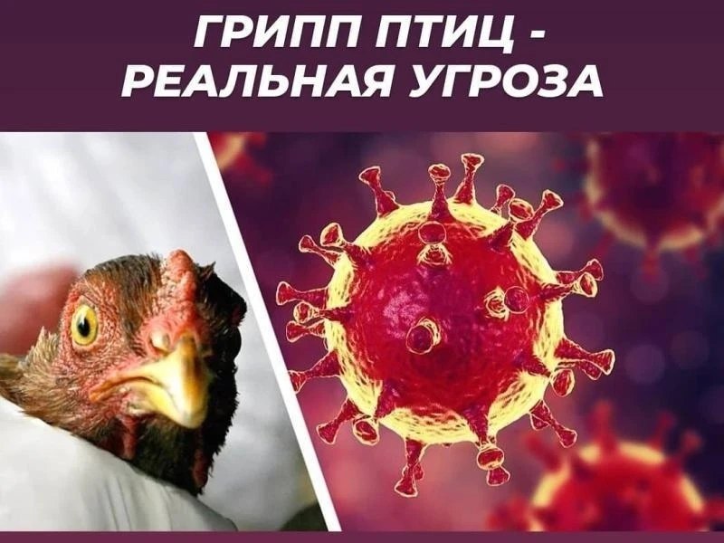 ✅Высокопатогенный грипп птиц — особо опасное и очень заразное заболевание, которое чаще...