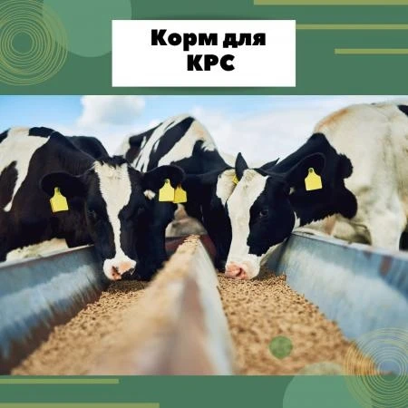 КРС без «химии»: натуральный рост и чистое молоко 🌿

Мы против искусственных добавок там, где можно