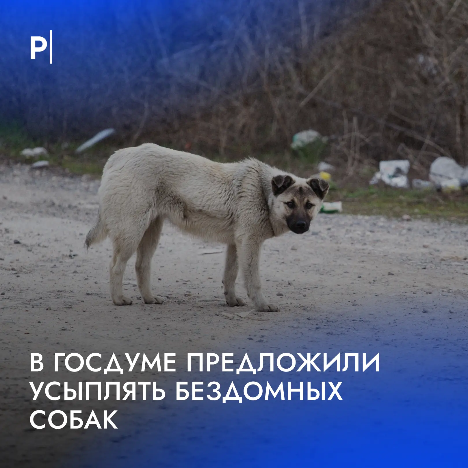 🐕Бездомных собак в одном из российских регионов смогут усыплять.

Закон об усыплении бездомных соба