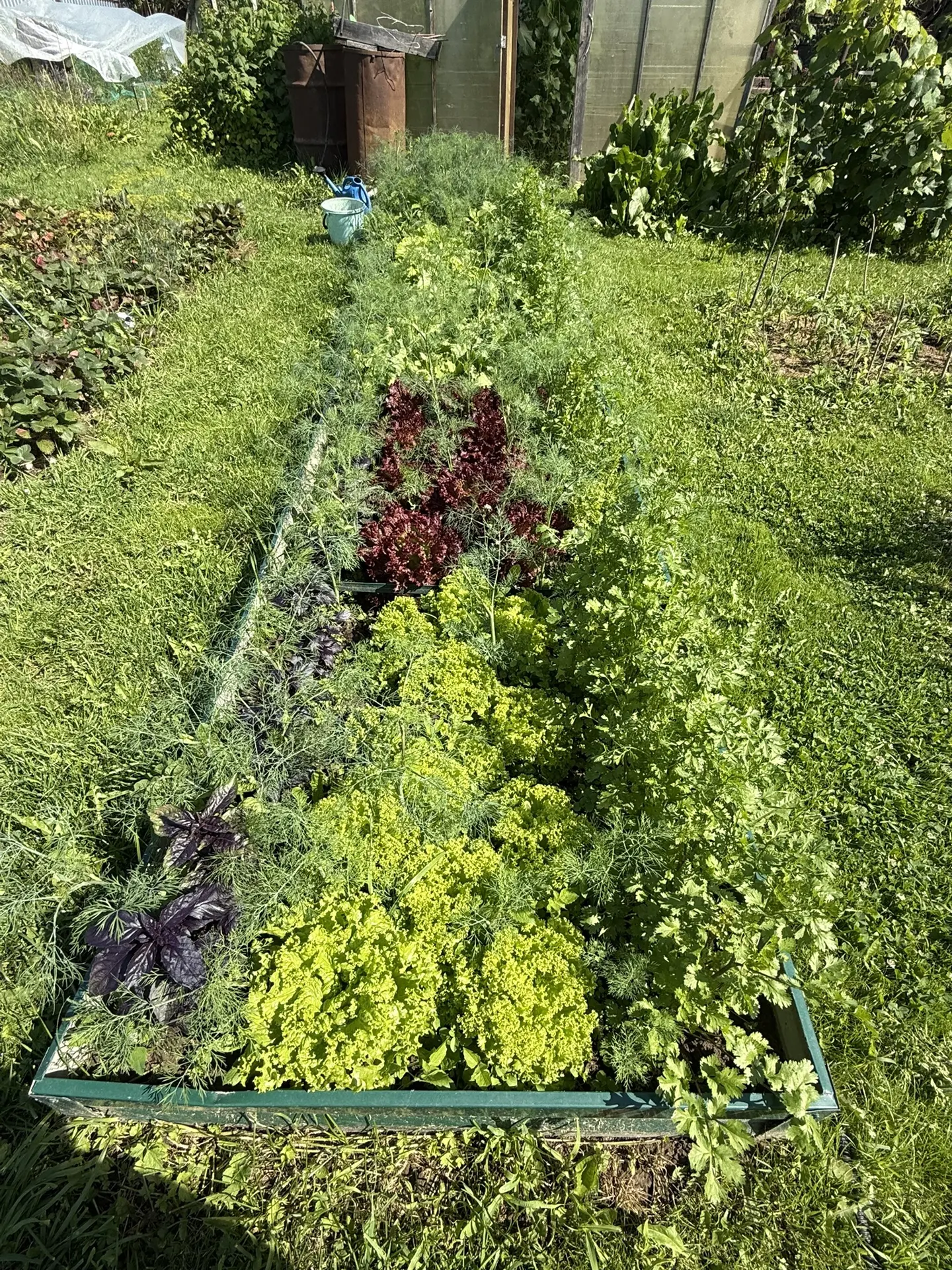 Грядка с зеленью — это не только вкусно, но и очень красиво! 🥬💚