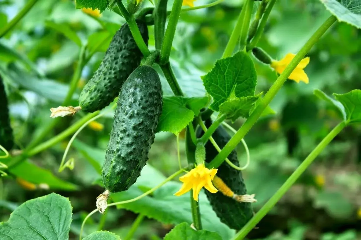 Как ухаживать за огурцами в июле, чтобы собирать урожай до самой осени 🥒

Июль — самый активный пер